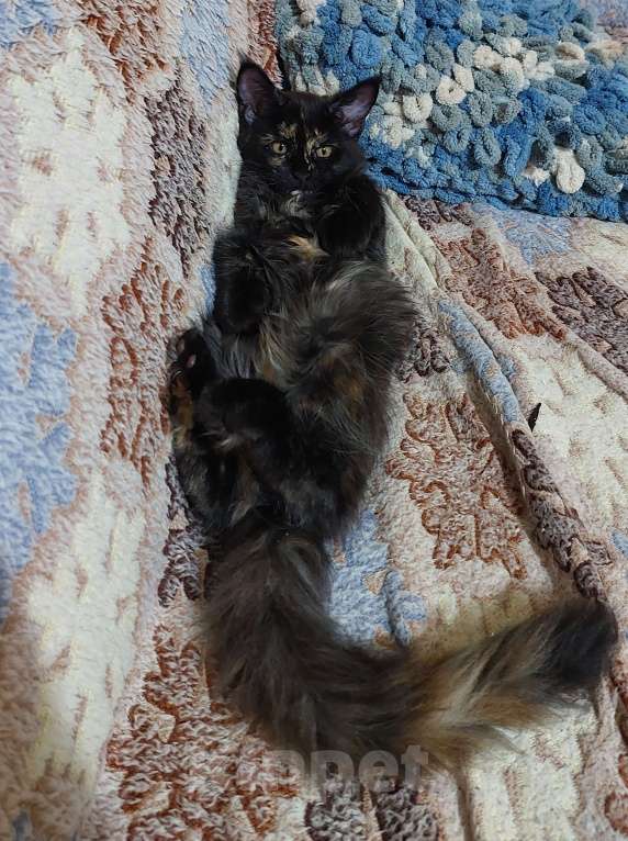 Кошки в Сургуте: Котёнок породы Мейн-кун с метрикой и вет. паспортом Девочка, 15 000 руб. - фото 4