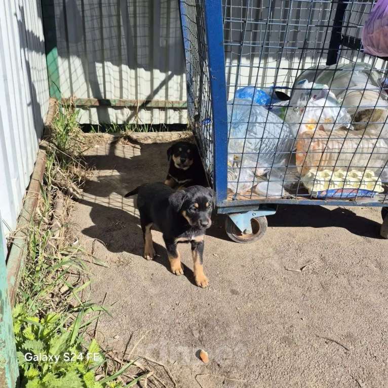 Собаки в Москве: Щенки девочки в добрые руки Девочка, Бесплатно - фото 6