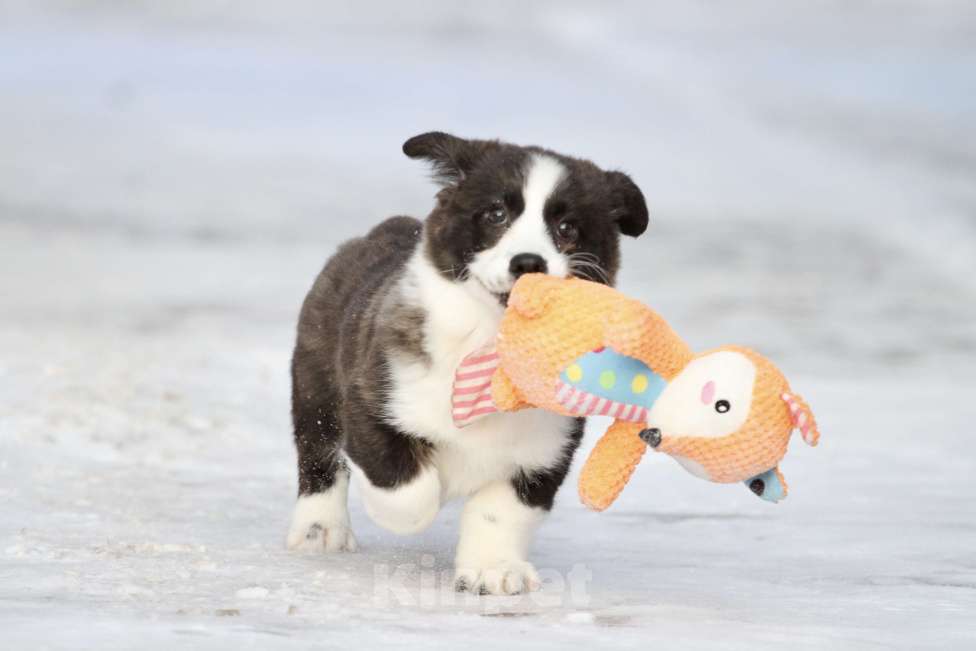 Собаки в Москве: Вельш корги кардиган-девочка Девочка, Бесплатно - фото 6