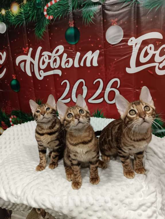 Кошки в Лыткарино: Бенгальский мальчик Майбах 3 мес  Мальчик, 20 000 руб. - фото 4