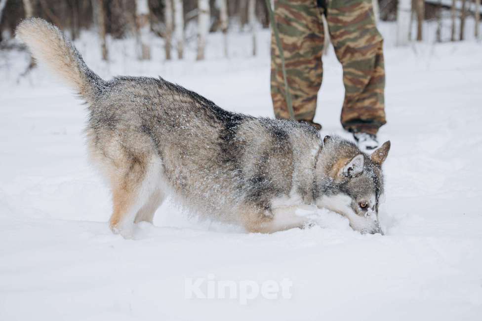 Собаки в Москве: Активная девчонка в поисках дома! Девочка, Бесплатно - фото 5