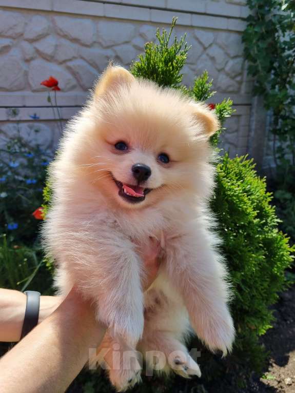 Собаки в Симферополе: Немецкий шпиц Мальчик, 25 000 руб. - фото 4