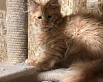 Кошки в Дмитрове: Котенок мейн-кун Девочка, 36 000 руб. - фото 3