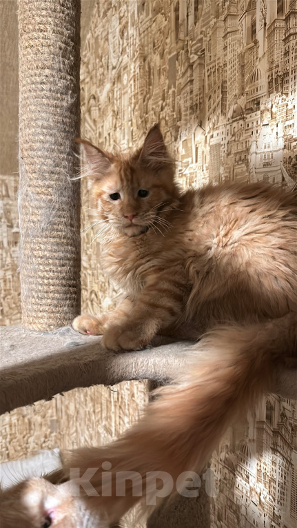 Кошки в Дмитрове: Котенок мейн-кун Девочка, 36 000 руб. - фото 3