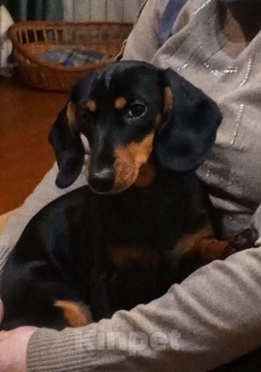 Собаки в Санкт-Петербурге: Такса карликовая длинношерстная девочка 1,5 мес. Девочка, 15 000 руб. - фото 1