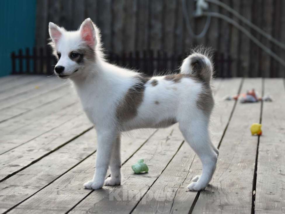 Собаки в Москве: Ненецкая оленегонная лайка. Сука Аврора. Девочка, 60 000 руб. - фото 3
