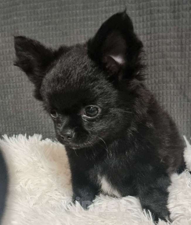 Собаки в Наро-Фоминске: чихуахуа мальчик Мальчик, 30 000 руб. - фото 1