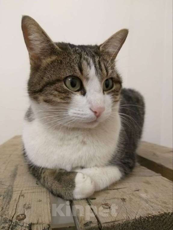 Кошки в Казани: Помогите найти котика, откликается на имя Йося, потерялся 4 дня назад Мальчик, 5 000 руб. - фото 2