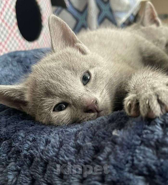 Кошки в Москве: Котята русской голубой Мальчик, 70 000 руб. - фото 2