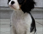 Собаки в Москве: Кавалер кинг-чарльз спаниель, щенок Девочка, 120 000 руб. - фото 2