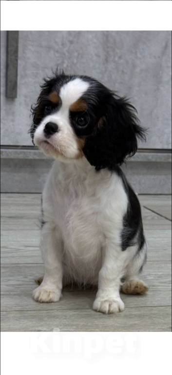 Собаки в Москве: Кавалер кинг-чарльз спаниель, щенок Девочка, 120 000 руб. - фото 2