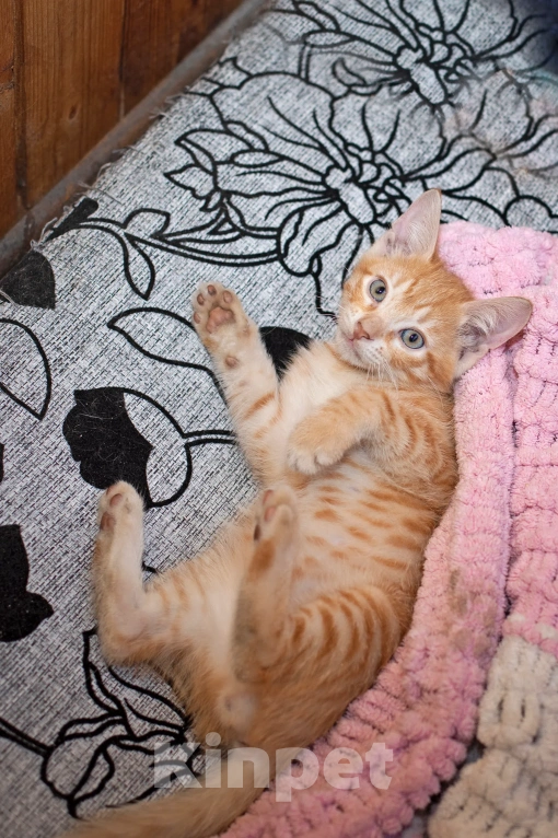 Кошки в Санкт-Петербурге: Котята 2 месяца Мальчик, Бесплатно - фото 3