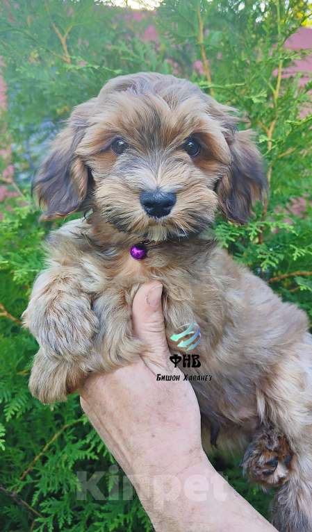Собаки в Москве: Мальчик Бишон Хаванез  Мальчик, 80 000 руб. - фото 2