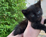 Кошки в Воронеже: котята ищут дом Мальчик, 10 руб. - фото 1