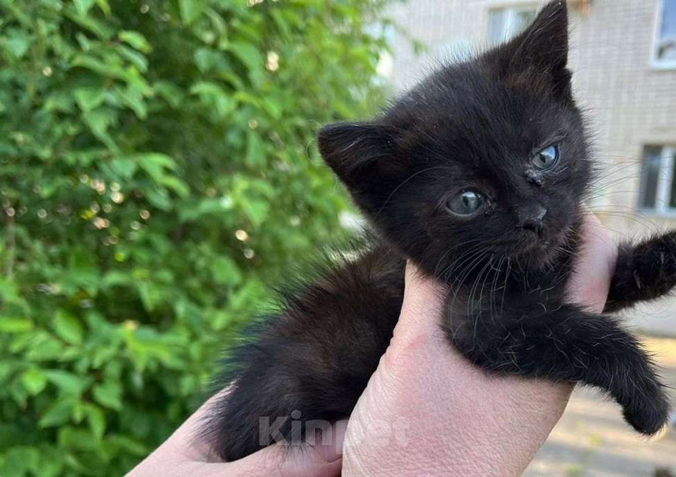 Кошки в Воронеже: котята ищут дом Мальчик, 10 руб. - фото 1