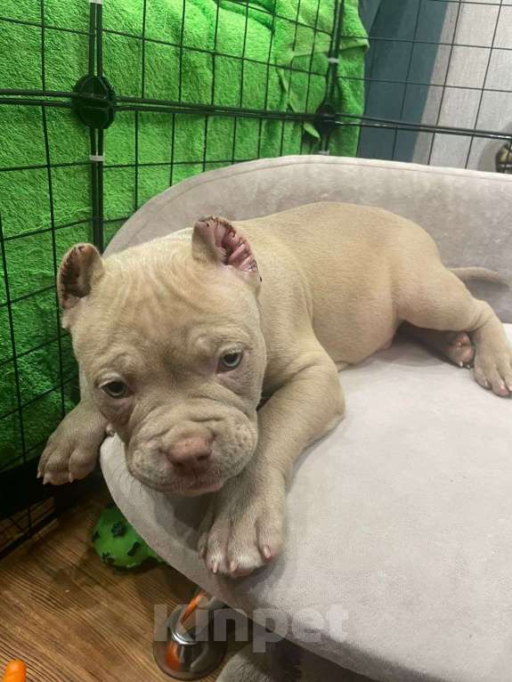 Собаки в Новосибирске: Щенки американского булли — лилак, голубые, тигровый Разнополые, Бесплатно - фото 1