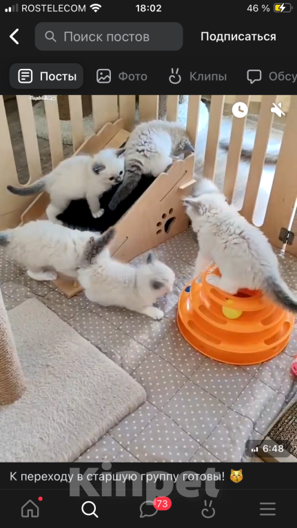 Кошки в Хабаровске: Ragdoll Девочка, 37 000 руб. - фото 2