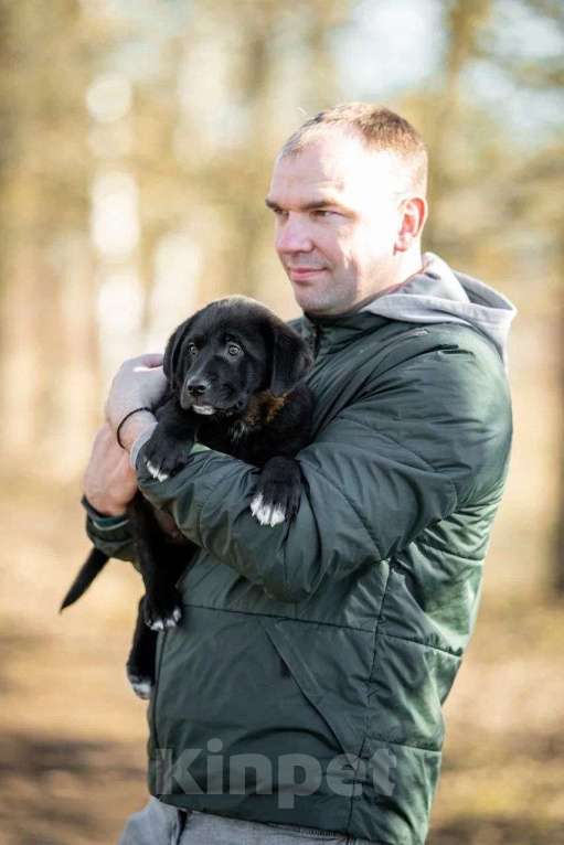 Собаки в Москве: Миша ищет дом  Мальчик, Бесплатно - фото 8