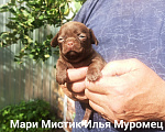 Собаки в Санкт-Петербурге: Мари Мистик Илья Муромец чихуахуа окрас шоколад Мальчик, 70 000 руб. - фото 1