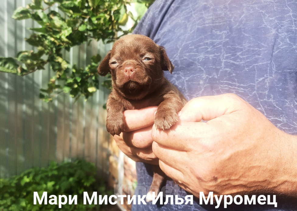 Собаки в Санкт-Петербурге: Мари Мистик Илья Муромец чихуахуа окрас шоколад Мальчик, 70 000 руб. - фото 1