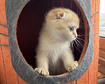 Кошки в Москве: Шотландские вислоухие котята Scottish Fold Мальчик, 35 000 руб. - фото 3