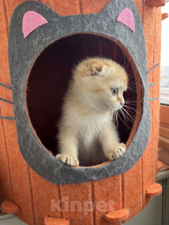 Кошки в Москве: Шотландские вислоухие котята Scottish Fold Мальчик, 35 000 руб. - фото 3