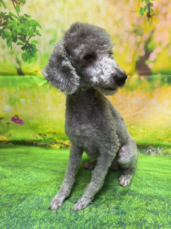 Собаки в Казани: Серебристый Карликовый пудель Джерри Мальчик, 25 000 руб. - фото 5