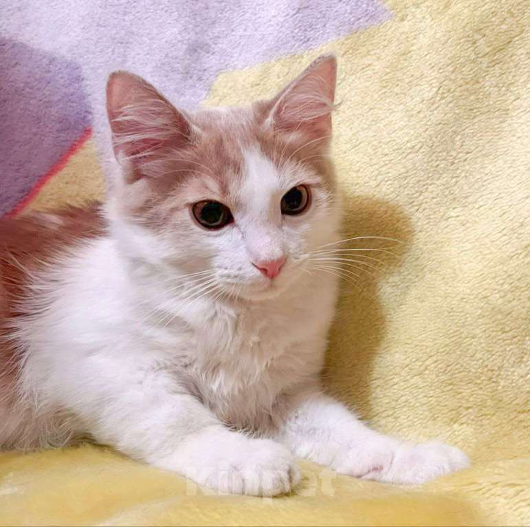 Кошки в Москве: Маленького Персика никто не замечает Мальчик, Бесплатно - фото 2