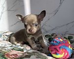 Собаки в Москве: Щенок Чихуахуа Девочка, 110 000 руб. - фото 2