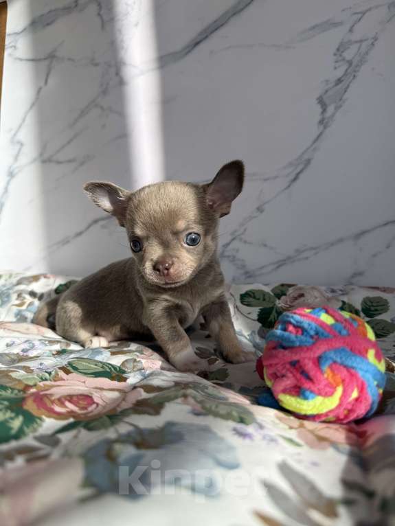 Собаки в Москве: Щенок Чихуахуа Девочка, 110 000 руб. - фото 2