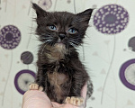 Кошки в Ижевске: котенок в добрые руки Мальчик, Бесплатно - фото 3