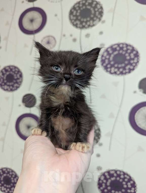 Кошки в Ижевске: котенок в добрые руки Мальчик, Бесплатно - фото 3
