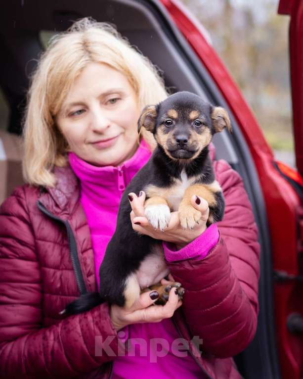 Собаки в Москве: Миниатюрный щенок в добрые руки Девочка, Бесплатно - фото 7