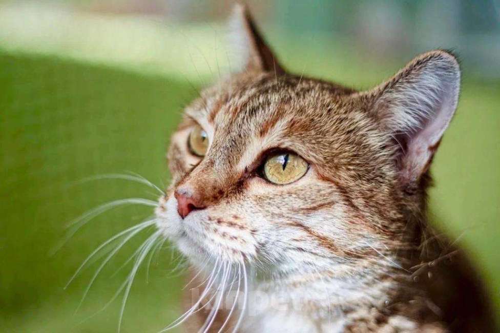 Кошки в Москве: Кругленькая очаровашка кошка Шерочка в дар Девочка, Бесплатно - фото 2