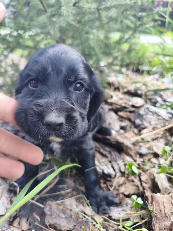 Собаки в Москве: Мальчик 3 Мальчик, 20 000 руб. - фото 3
