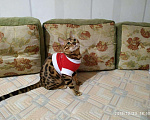 Кошки в Люберцах: Молодой красивый кот на вязку, 5 000 руб. - фото 4