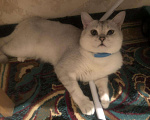 Кошки в Нытве: Кот на Вязку чисто кровная шиншилла, 1 000 руб. - фото 4