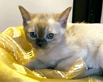 Кошки в Каменске-Шахтинском: Бурма котик, 45 000 руб. - фото 1
