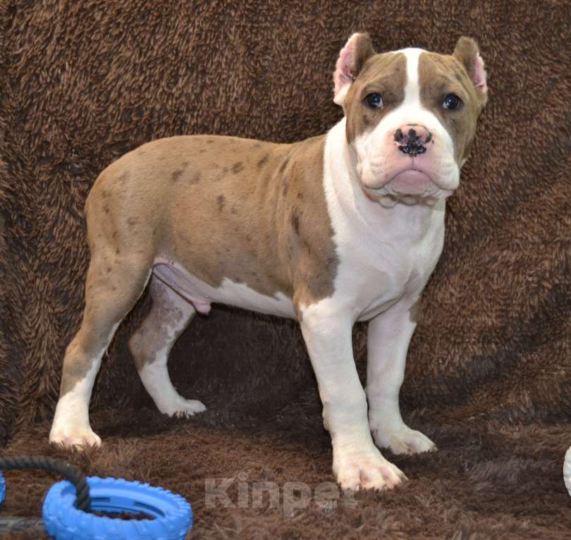 Собаки в других городах Московской области: Американский Булли XL Мальчик, 120 000 руб. - фото 7