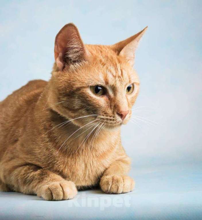 Кошки в Москве: Рыжий котик Симба в добрые руки Мальчик, Бесплатно - фото 5