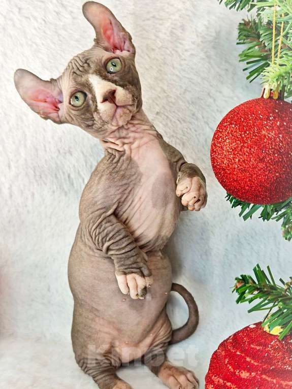 Кошки в Екатеринбурге: Канадский сфинкс котенок двэльф  Мальчик, 90 000 руб. - фото 3
