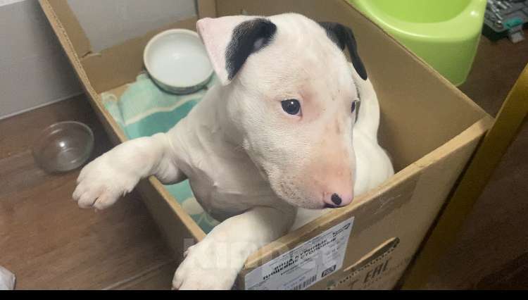 Собаки в Курске: Булочка ищет дом Девочка, Бесплатно - фото 2