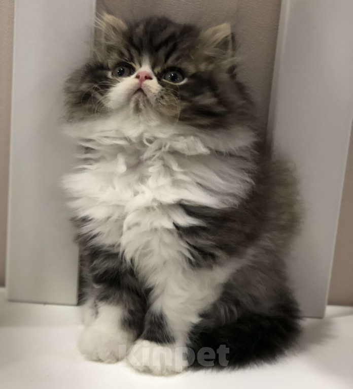 Кошки в Москве: Персидский котенок  Мальчик, 24 000 руб. - фото 6