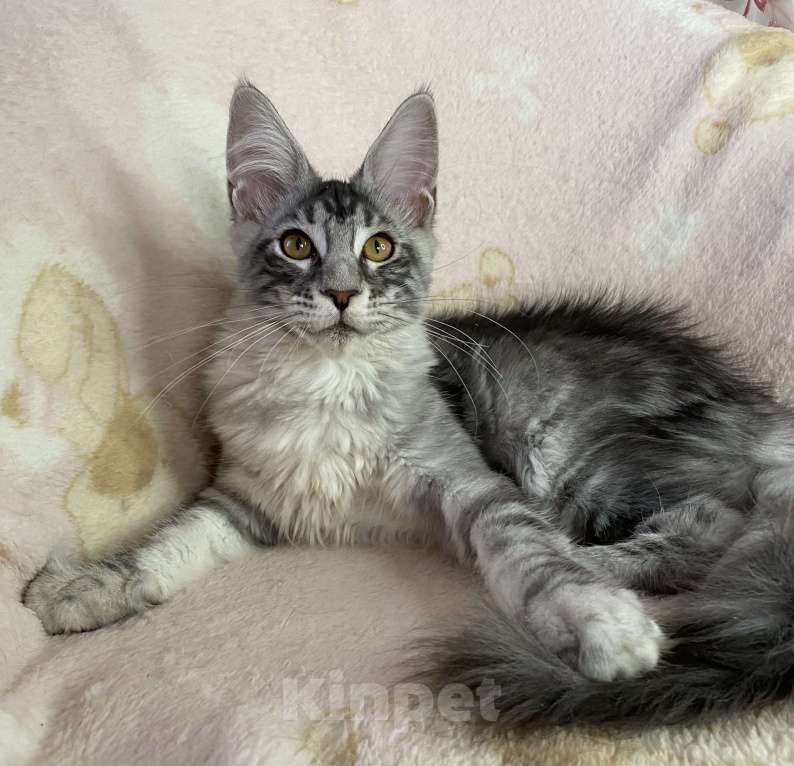 Кошки в Дмитрове: Черная серебристая мраморная девочка мейн кун Zlata Девочка, 20 000 руб. - фото 2