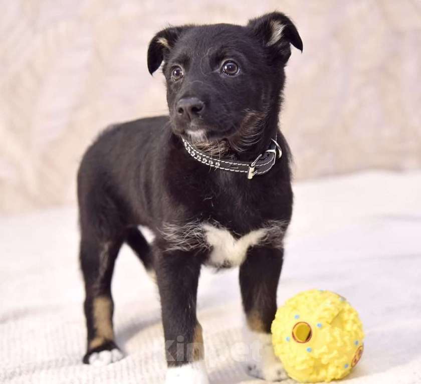 Собаки в Москве: Мила -  бабочка в ваш дом  Девочка, Бесплатно - фото 4