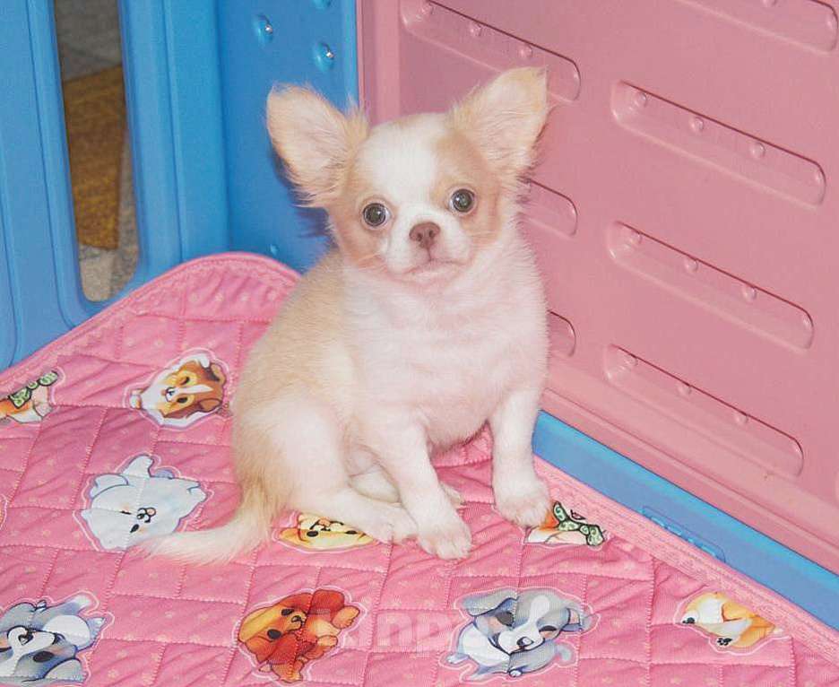 Собаки в Санкт-Петербурге: Девочка чихуахуа  Девочка, 50 000 руб. - фото 2