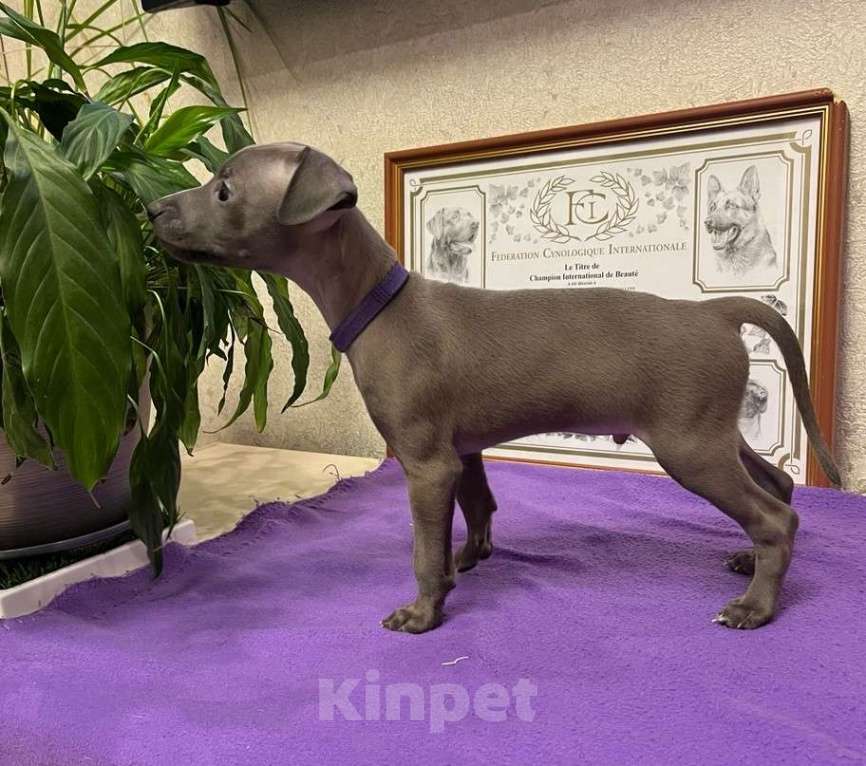 Собаки в Великом Новгороде: щенок левретки Мальчик, 90 000 руб. - фото 6