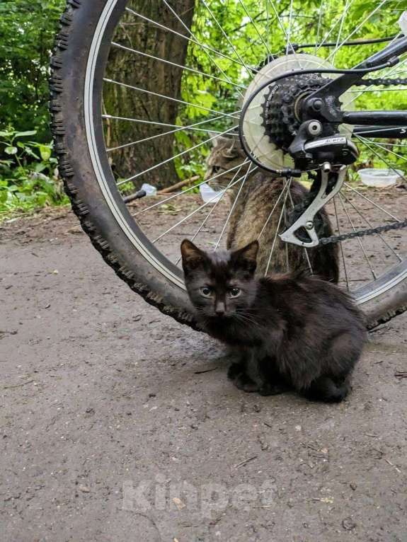 Кошки в Домодедово: Котёнок «Смоки», 3 мес — уличный найденыш, в добрые руки  Мальчик, Бесплатно - фото 4