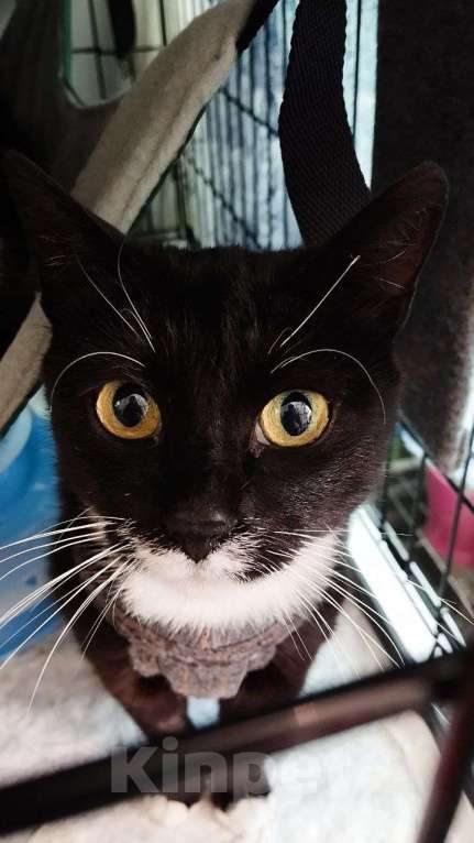 Кошки в Санкт-Петербурге: Чертофка ищет дом Девочка, Бесплатно - фото 4