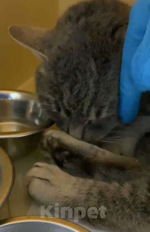 Кошки в Москве: Жертва жестокого обращения котик Гера ищет дом Мальчик, 1 руб. - фото 6